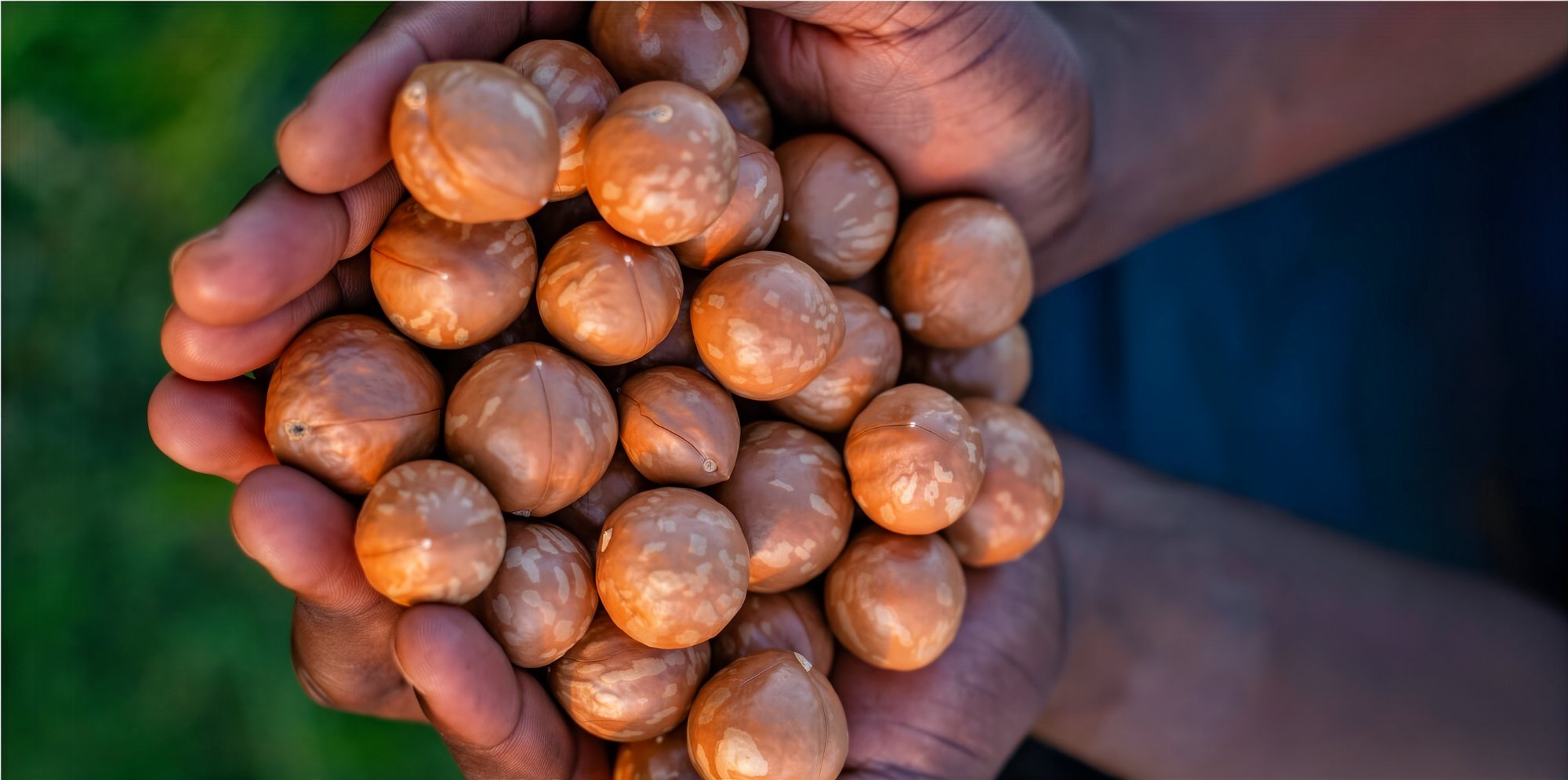 Freshly harvested macadamia nuts in hands