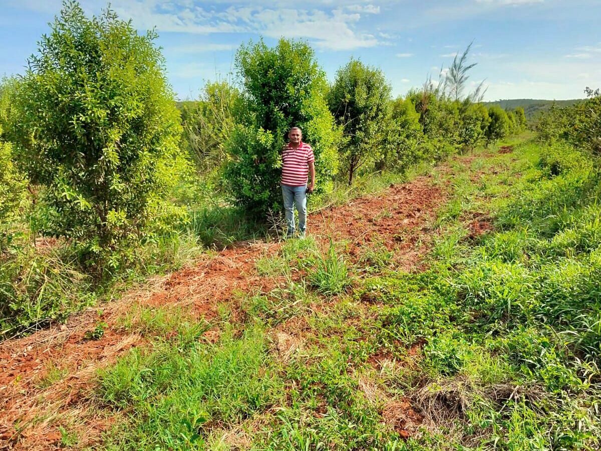 Sandalwood trees showing scale