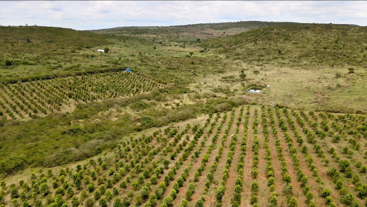 Sandalwood orchard with dam