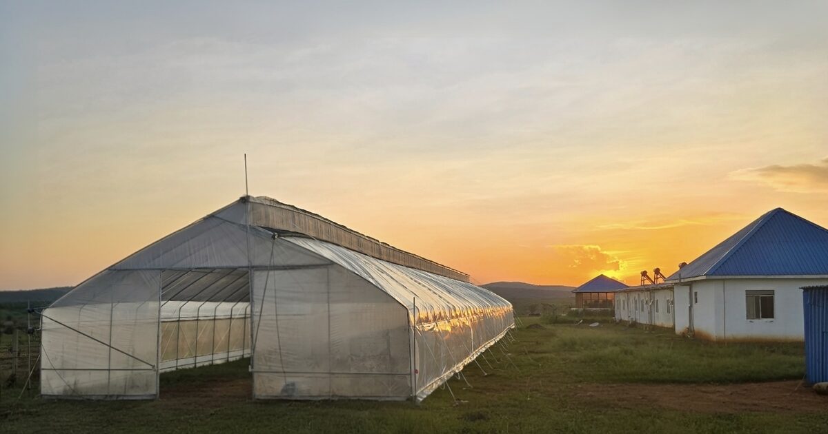Greenhouse drying facility at sunset