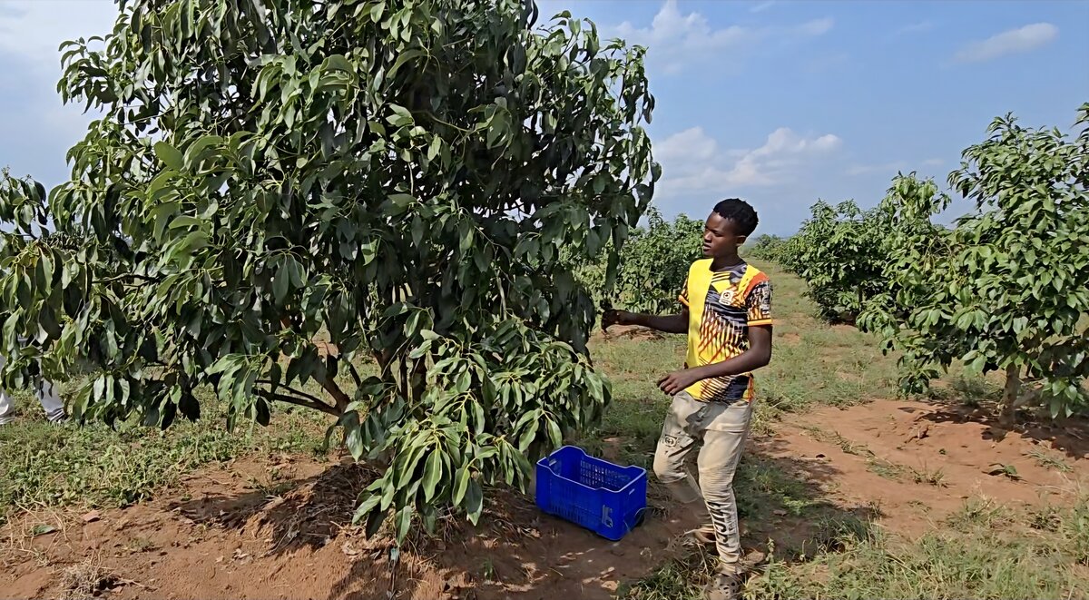 Worker harvesting avocados